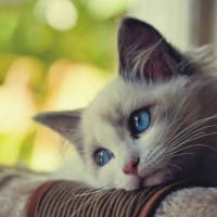 Ảnh đại diện người dùng Đỗ Quỳnh